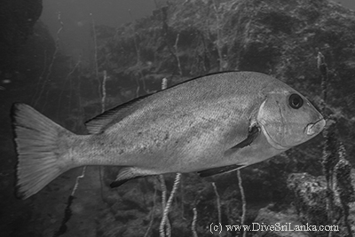 Grey Snapper